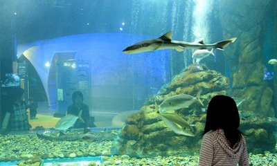 🐠 하치노헤시 수산과학관 (마리엔트)